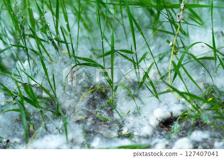 poplar fluff in green grass 127407041