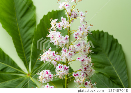 chestnut flowers close up 127407048