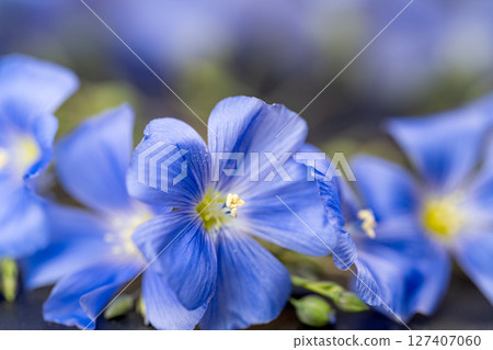 flax flowers 127407060