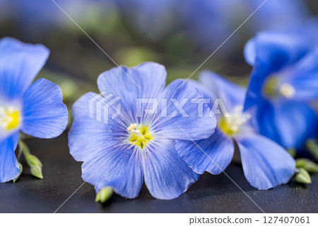 flax flowers 127407061