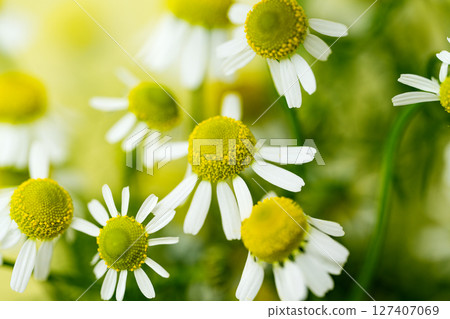 medicinal chamomile medicinal chamomile 127407069