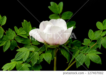 peony 127407082