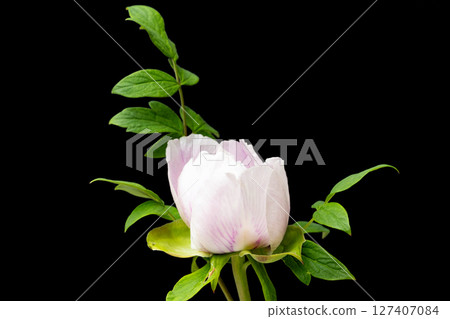 peony peony 127407084