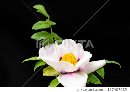 peony peony 127407085