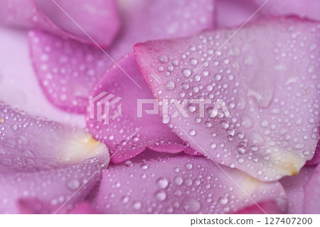 beautiful lilac rose 127407200