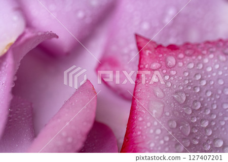 beautiful lilac rose beautiful lilac rose 127407201