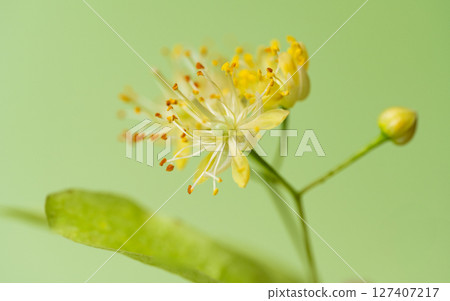 Linden flowers close-up 127407217