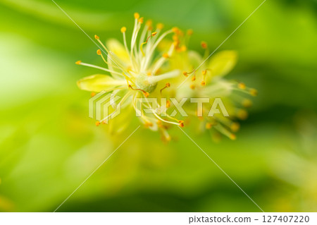 Linden flowers close-up Linden flowers close-up 127407220
