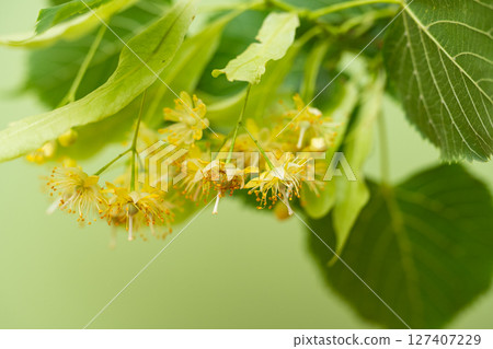 Linden flowers close-up Linden flowers close-up 127407229