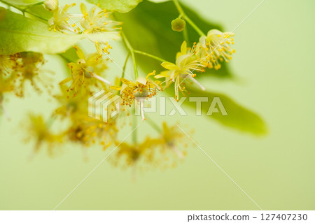 Linden flowers close-up Linden flowers close-up 127407230