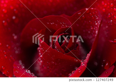 beautiful dark red rose beautiful dark red rose 127407249