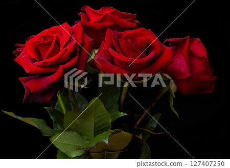 beautiful dark red rose 127407250