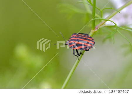 Akushushi Bamboo 127407467