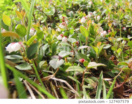 White and red akamono flowers growing on the ground White and red akamono flowers growing on the ground 127407579