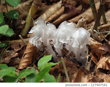 White silverleaf flower growing out of the ground amongst brown fallen leaves 127407581