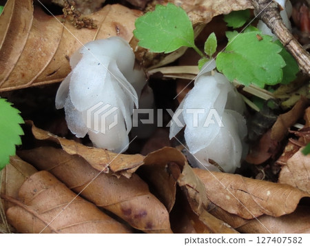White silverleaf flower growing out of the ground amongst brown fallen leaves White silverleaf flower growing out of the ground amongst brown fallen leaves 127407582