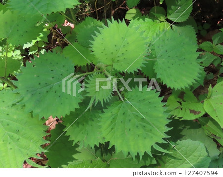 A close-up of a round, thorny green nettle 127407594