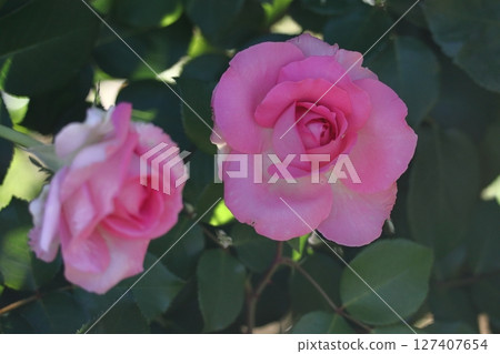 花的女王 127407654