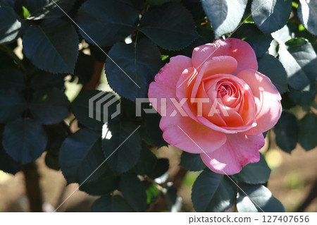 花的女王 127407656