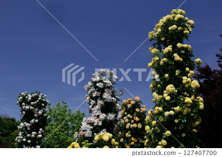 Queen of flowers Queen of flowers 127407700