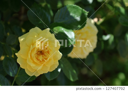 Queen of flowers 127407702