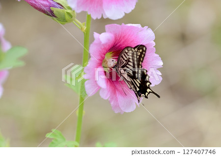 Swallowtail butterfly  127407746