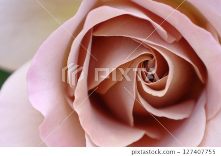 花的女王 127407755
