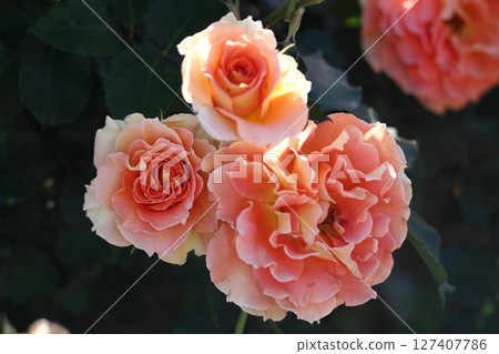 花的女王 花的女王 127407786