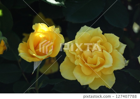 Queen of flowers Queen of flowers 127407788