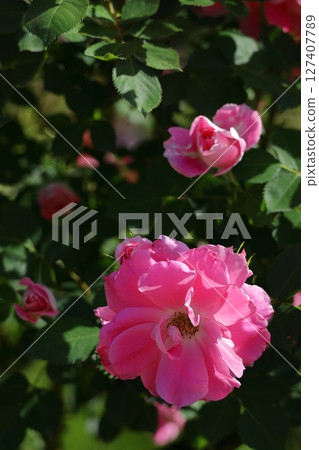 Queen of flowers 127407789