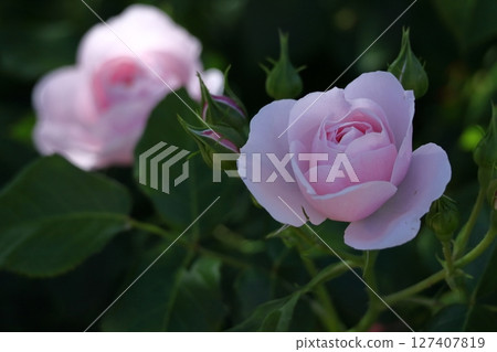 花的女王 花的女王 127407819