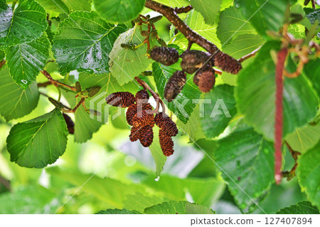 Brown alder berries in the rain (Summer, June) 127407894