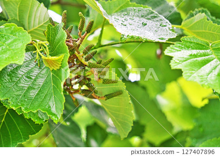 Green alder berries in the rain (Summer, June) Green alder berries in the rain (Summer, June) 127407896