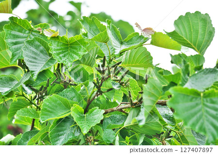 Green alder berries in the rain (Summer, June) 127407897