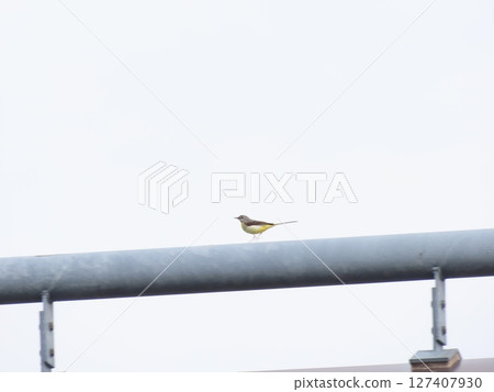Grey wagtail walking on the building pipes 127407930