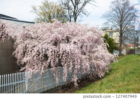 Blooming Cherry Tree Behind Fence in Spring Blooming Cherry Tree Behind Fence in Spring 127407949