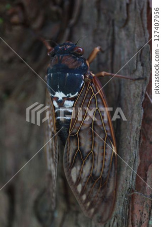 A brown cicada perched on a roadside tree 127407956