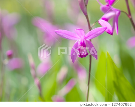 花園裡盛開著美麗的百合花 花園裡盛開著美麗的百合花 127407992