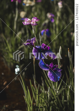 Vertical composition of irises blooming by the water 127408022