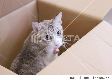 A cat staring out from inside a cardboard box 127408256