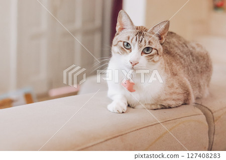 Cat, tilting head, tilting head, cute, curious, curiosity, pet, house cat, facial expression, mo 127408283