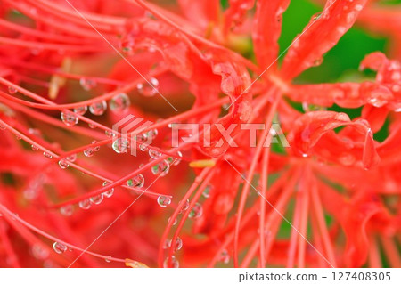 群孤挺花（新潟縣） 127408305