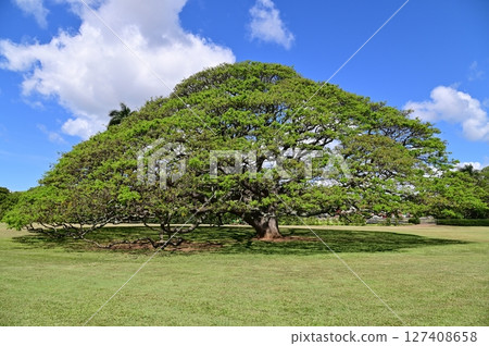 What kind of tree is this? What kind of tree is this? 127408658