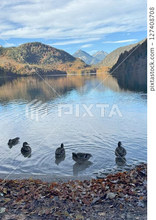 阿爾卑湖 (Alpsee) 是德國巴伐利亞州菲森附近新天鵝堡腳下的一個美麗湖泊 127408708