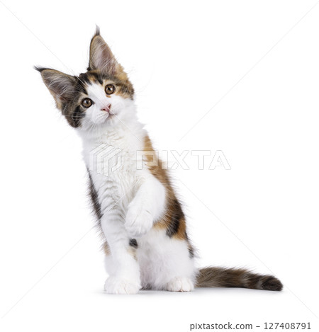 Maine Coon cat kitten on white background 127408791
