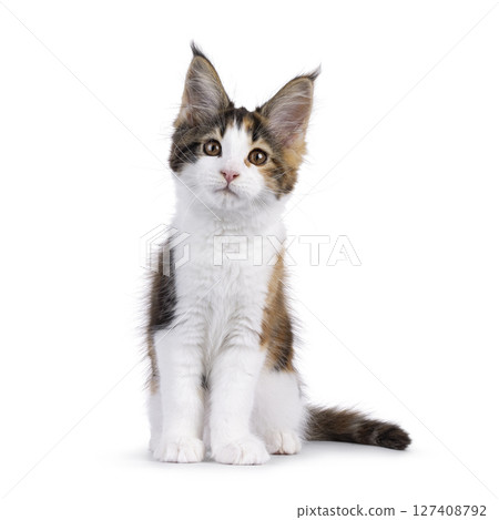 Maine Coon cat kitten on white background Maine Coon cat kitten on white background 127408792