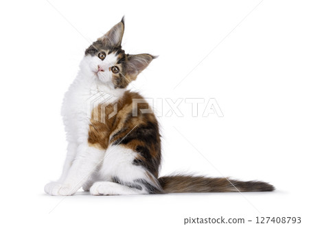 Maine Coon cat kitten on white background 127408793