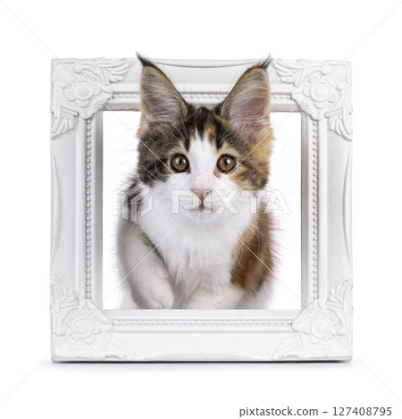 Maine Coon cat kitten on white background Maine Coon cat kitten on white background 127408795