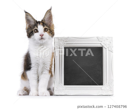 Maine Coon cat kitten on white background Maine Coon cat kitten on white background 127408796