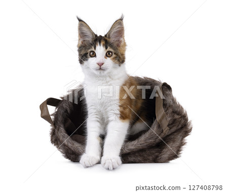 Maine Coon cat kitten on white background 127408798